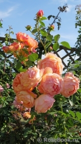 Lady of Shalott Lady of Shalott