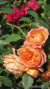 Lady of Shalott Lady of Shalott