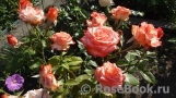 Blush Blush