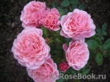 Tickled Pink Tickled Pink
