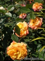 Gartenspass ® Gartenspass ®