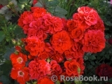 Rose von Oldenburg Rose von Oldenburg