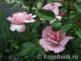 La Rose du Petit Prince La Rose du Petit Prince
