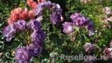 Blue for You Blue for You