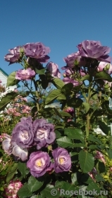 Blue for You Blue for You