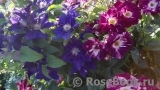 Purple Splash Purple Splash