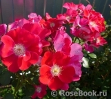 Candia Meillandecor Candia Meillandecor