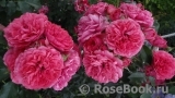 Rosarium Uetersen Rosarium Uetersen