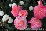 Augusta Luise Augusta Luise
