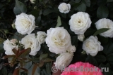 Alabaster Alabaster