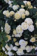 Golden Border Golden Border