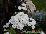 Aspirin Rose Aspirin Rose