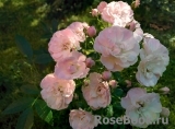 Heavenly Pink Heavenly Pink
