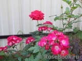 Marjorie Fair ® Marjorie Fair ®