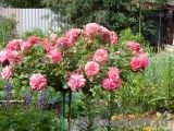 Rosarium Uetersen Rosarium Uetersen