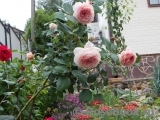 A Shropshire Lad A Shropshire Lad