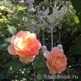 Lady of Shalott Lady of Shalott