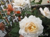 Crocus Rose® Crocus Rose®
