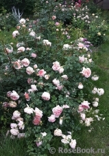 Abraham Darby Abraham Darby