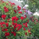 Scarlet Meillandecor Scarlet Meillandecor