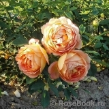 Lady of Shalott Lady of Shalott
