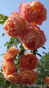 Lady of Shalott Lady of Shalott