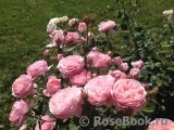 The Alnwick Rose The Alnwick Rose