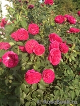 Falstaff® Falstaff®