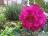 Violette Parfumee Violette Parfumee