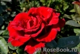 Grande Amore Grande Amore