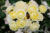Golden Border Golden Border