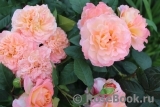 Augusta Luise Augusta Luise