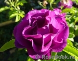 Rhapsody in Blue 