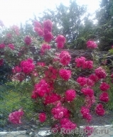 Excelsa Excelsa