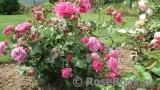 Baronesse Baronesse