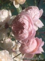 William Morris William Morris