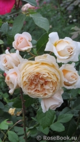 Crown Princess Margareta® Crown Princess Margareta®