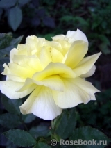 Friesia Friesia