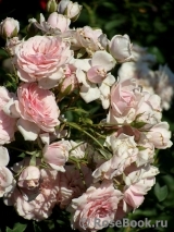 Diadem Diadem