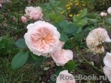 Claire Rose Claire Rose
