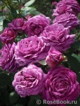 Heidi Klum Rose Heidi Klum Rose
