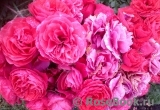 Cherry Girl ® Cherry Girl ®