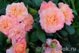 Augusta Luise Augusta Luise