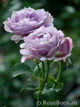 Novalis Novalis