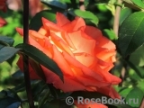 Red Gold Red Gold