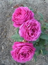 Heidi Klum Rose Heidi Klum Rose