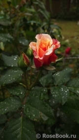 Caramella Caramella