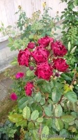 Malicorne Malicorne