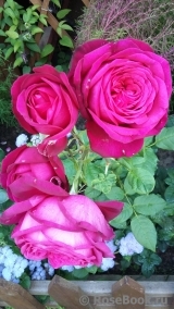 Johann Wolfgang von Goethe Rose® Johann Wolfgang von Goethe Rose®