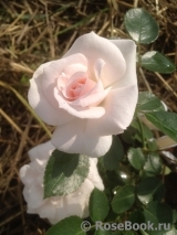 Aspirin Rose Aspirin Rose